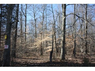 Property photo 16 - REAL ESTATE AUCTION - 366+/- ACRES OFFERED IN 5 TRACTS IN WESTERN JEFFERSON COUNTY, INDIANA